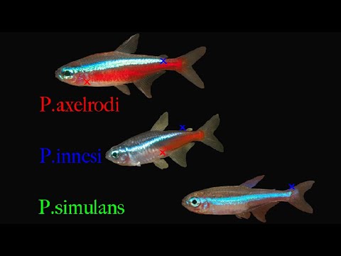 Neon Tetras | The MOST Popular Nano Fish