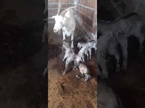 Cabra pariu 4 cabritos na fazenda olho d’Água em uauá Bahia!#vaqueiro #deus #cultura #foryou #fyp