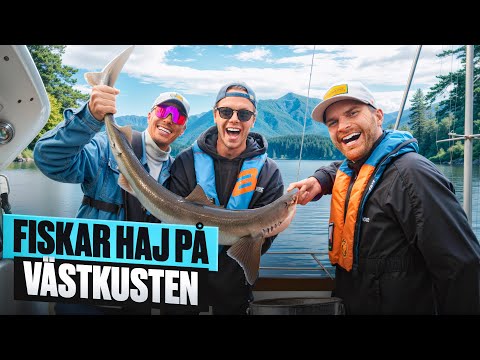 FISKAR HAJ I GÖTEBORGS SKÄRGÅRD.