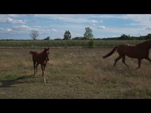 Vaiana v. Valdiviani - Locksley I