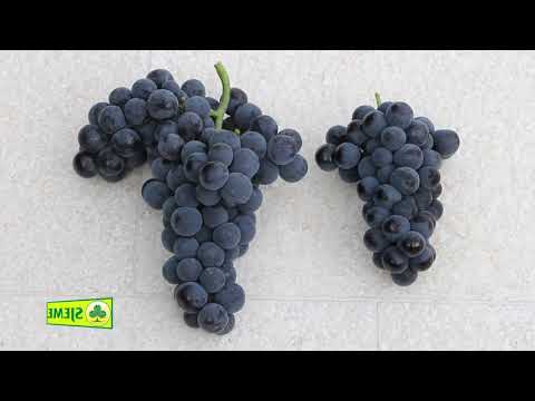 Otporne sorte loza, bez pesticida, za hobi uzgoj