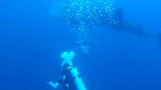 preview picture of video 'Whale Shark - Pescador Island Cebu, Philippines'