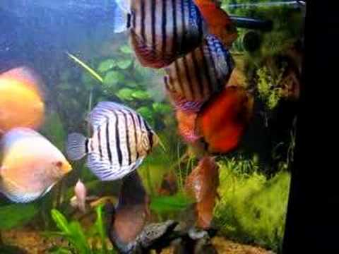 discus aquarium