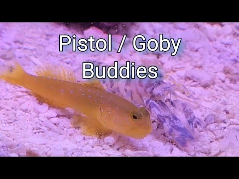 Pistol Shrimp & Watchman Goby pair. Nano reef build