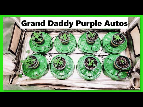 Easy Way To TRANSPLANT Granddaddy Purple Autos TODAY with Mars Hydro