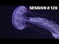 Intro To Jellyfish Care & Secret Jelly Lab With Travis Brandwood | #129