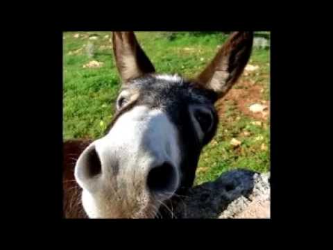 el que no podia salir