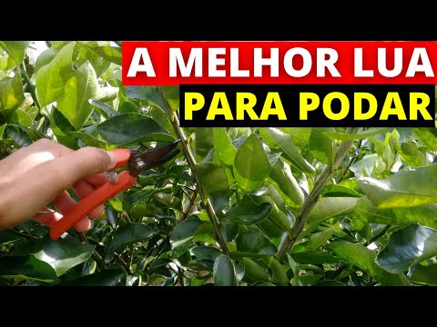 What is the best moon phase for pruning fruit trees?