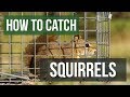 How to Catch a Squirrel with a Live Animal Trap