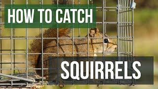 How to Catch a Squirrel with a Live Animal Trap
