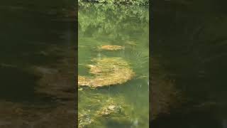 Download lagu Strike diatas rumput || fishing strike || mancing ambyar terbaru 2021 #shorts mp3