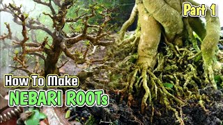 Download lagu How To Make Nebari Roots #bonsai #bonsaitree   #rootprogram mp3