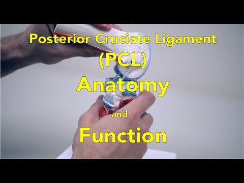 Posterior Cruciate Ligament (PCL) - Anatomy and Function