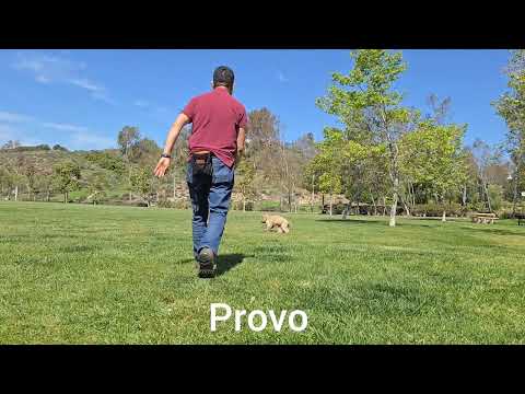 Happy-K9 video.