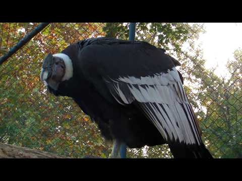Andski kondor - Andean condor - Vultur gryphus