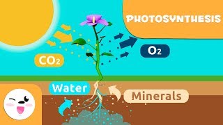 Photosynthesis | Smile and Learn English | Printables