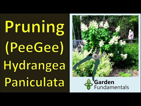image-Is PeeGee a panicle hydrangea?