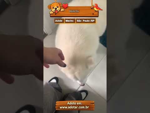 Vídeo de Hatchi