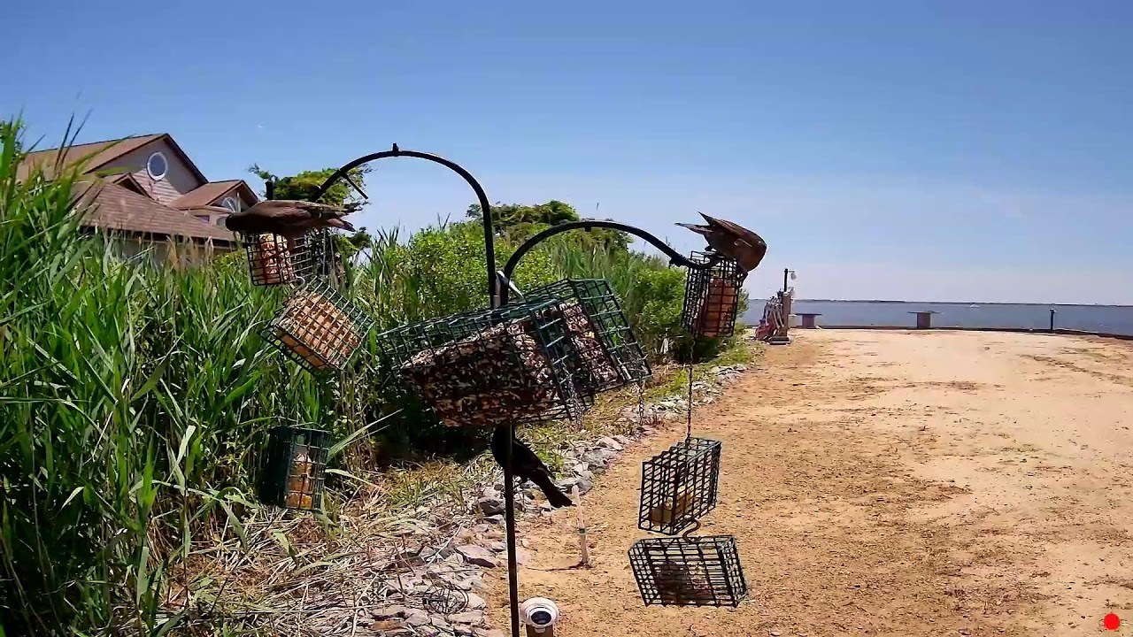 Live webcam view of Somers Point Birdfeeder Cam