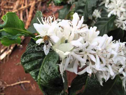 FLOR DO CAFEZAL - ADAUTO SANTOS