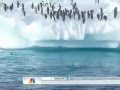 Penguins Flee Killer Whale