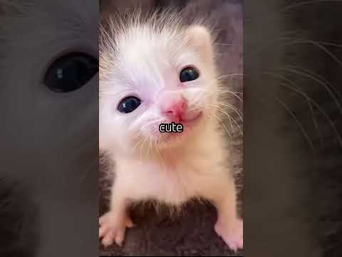Did your bro send you this? #trending #cat #viral #fun #funny #catvideos #scary #unexpected