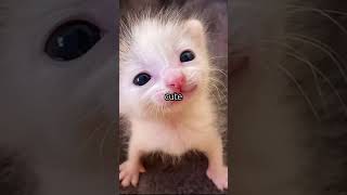 Download lagu Did your bro send you this? #trending #cat #viral #fun #funny #catvideos #scary #unexpected mp3