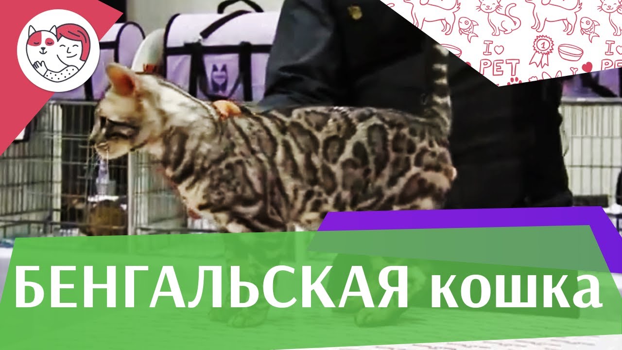 КОШКИ ПОРОДА БЕНГАЛЬСКАЯ ЗООШОУ 2016 на ilikepet