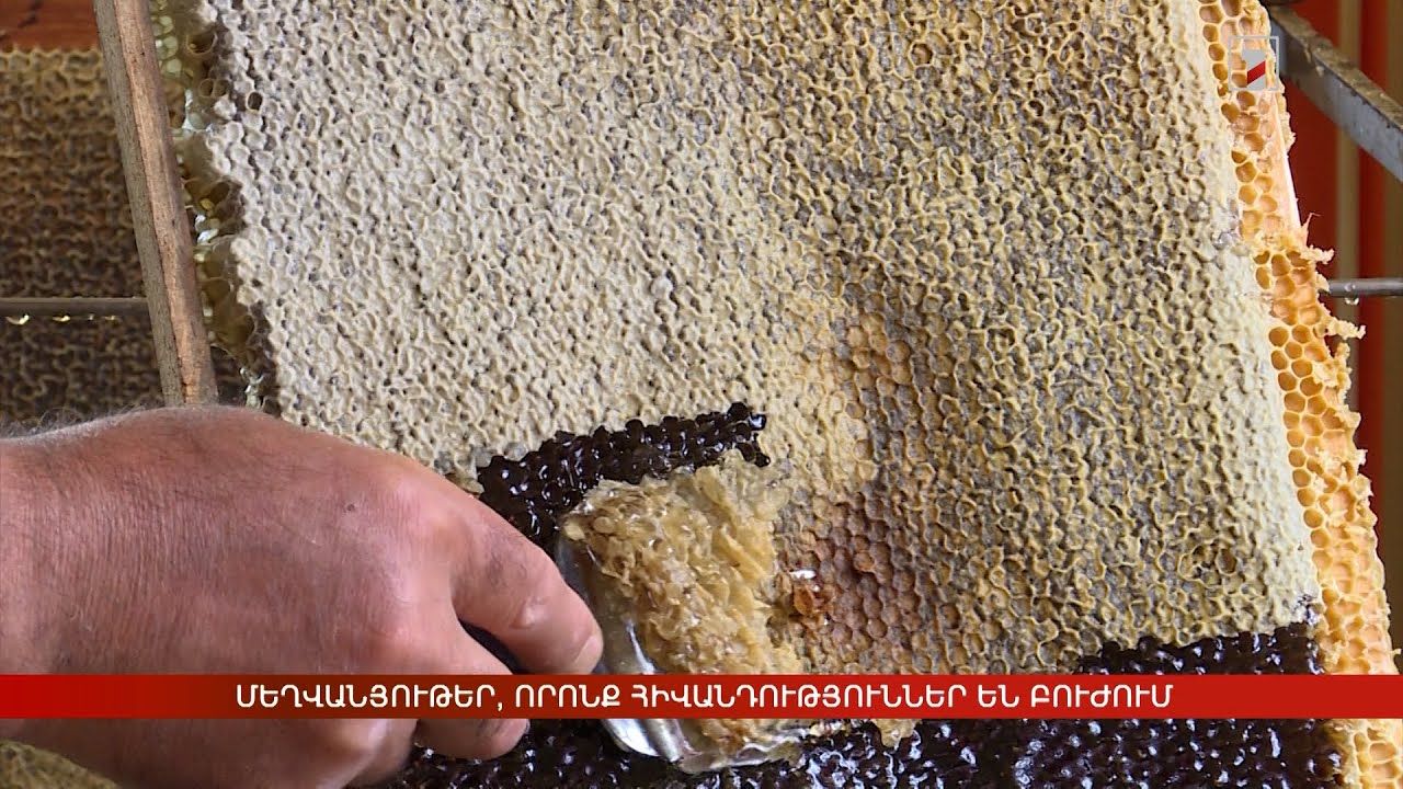 Մեղվանյութեր, որոնք հիվանդություններ են բուժում