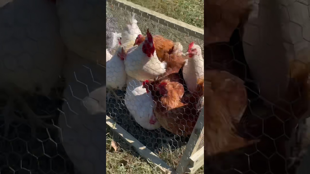 We Built a DIY Moveable Chicken Tunnel (Chunnel) Plans Now Available