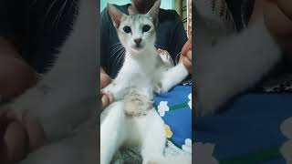 Download lagu bim bam boom boom trend 🤣#cat#shorts mp3