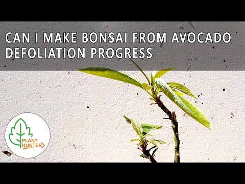 Can I Make Bonsai From Avocado 🥑🌱Progress after defoliation - 2020 06