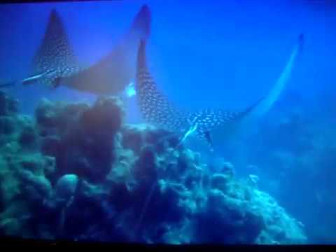 Poeta Mauro Leal, Cantor Gospel - Álbum 2