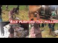 Rice Farming Production In Nigeria Rice Planting Harvesting And Milling In Kano State Nigeria