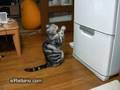 Este gato está rezando. ¿Rezando a qué?