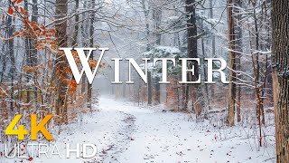 Experience Winter in Switzerland ❄️ The most beautiful frozen foliage scene ever seen.