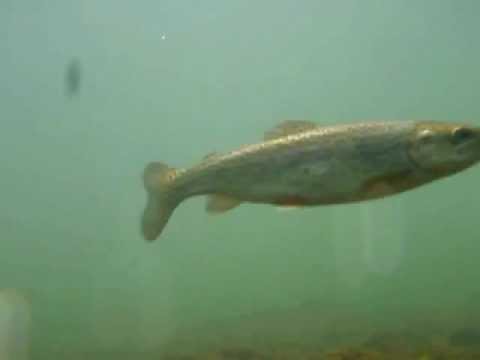 (Awesome Underwater Video) [Trout-Gar] 