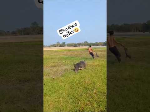 කට්ටිය ටිපර් වෙන්නෙපා. ආපහු දුන්නා😂