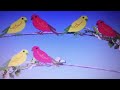 Sesame Street What Color Bird Comes Next