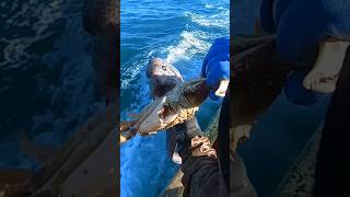 Wolf Eels Love Eating Crab! I Gave it One! ❤️ 🍽 🦀 😋 #fishtough #saltwaterfishing #fishing #seafood