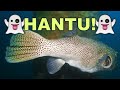 Diving Singapore S REAL Underwater World PULAU HANTU