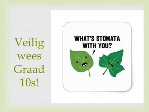 LEWENSWETENSKAP GRAAD 10: 19 Junie 2020 - periode 7 (19107)