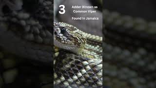 Download lagu Caribbean's Top 5 Venomous Snakes | Bonus Clip #shorts mp3 Download lagu Caribbean's Top 5 Venomous Snakes | Bonus Clip #shorts mp3
