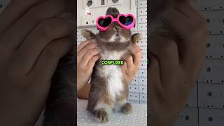 Download lagu Difference between Bunnies, Rabbits and Hares 🐇⁉️ mp3