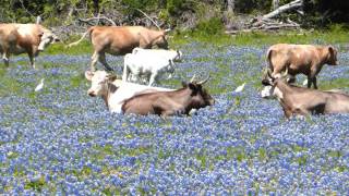 AMY GRANT -- BRAND NEW START -- WILLIAM LOCKMILLER PHOTOGRAPHY