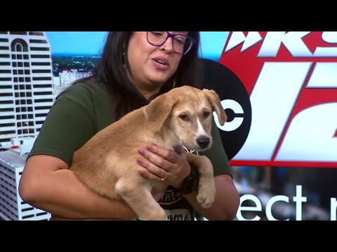 Animal Defense League Pet Adoption Candidate: Mashed Potato