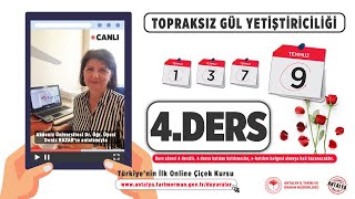 Karanfil ve Gül Yetiştiriciliğinin Temel İlkeleri 4.Ders
