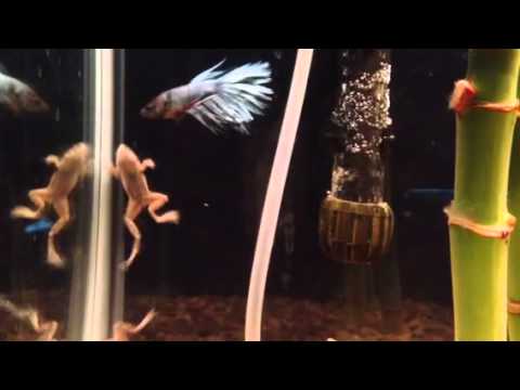 Betta Fish, African Dwarf Frogs, and Ghost Shrimp