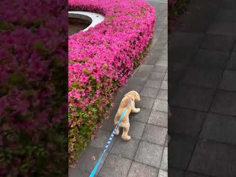 経営学科 ツツジよりも地面に匂いを嗅ぎたいトイプードル10ヶ月 #toypoodle #puppy #トイプードル