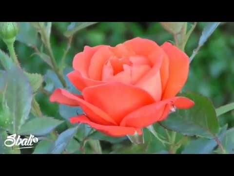 SbaliSoul Sessions Live Ep 93 - 2020 06 07